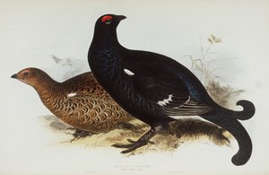 Gallo lira de Edward Lear